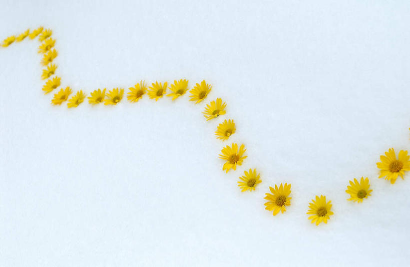 无人,横图,俯视,室内,特写,白天,爱情,一排,阴影,整齐,盛开,光线,曲线,影子,花蕾,花,花瓣,花朵,鲜花,排列,黄色,花苞,花蕊,菊花,摄影,影棚,吉祥,队列,高洁,长寿,怀恋,清净,真情,寿客,秋菊,彩图,高角度拍摄,影棚拍摄,拍摄