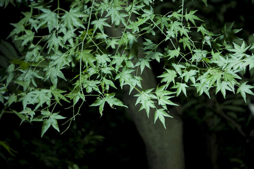 无人,横图,室外,白天,正面,植物,枫树,叶子,日本,亚洲,枫叶,绿叶,树,树木,树枝,绿色,自然,嫩叶,生长,成长,东亚,日本国,叶,叶片,鸡爪枫,彩图