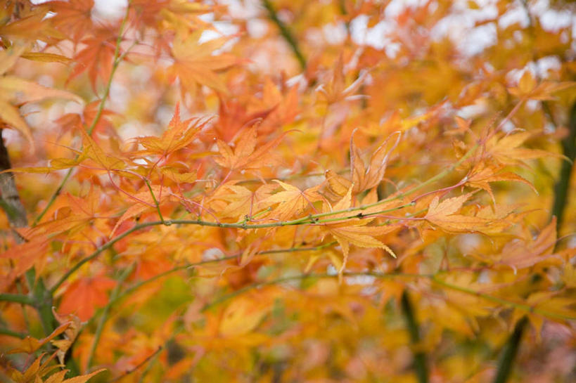 无人,横图,室外,白天,正面,秋季,植物,枫树,叶子,日本,亚洲,树,树木,树枝,自然,橙色,生长,成长,东亚,日本国,叶,叶片,秋,秋天,鸡爪枫,彩图