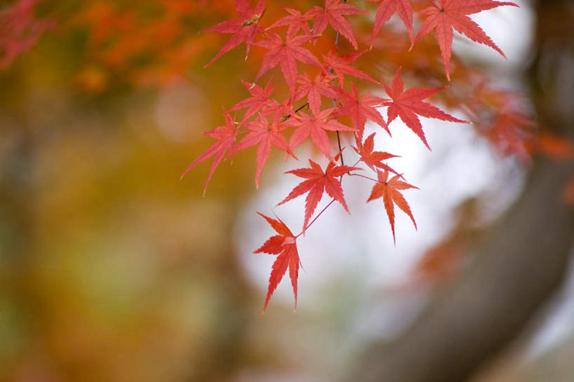 无人,横图,室外,白天,正面,秋季,植物,枫树,叶子,日本,亚洲,树,树木,树枝,红色,自然,橙色,生长,成长,东亚,日本国,叶,叶片,秋,秋天,鸡爪枫,彩图