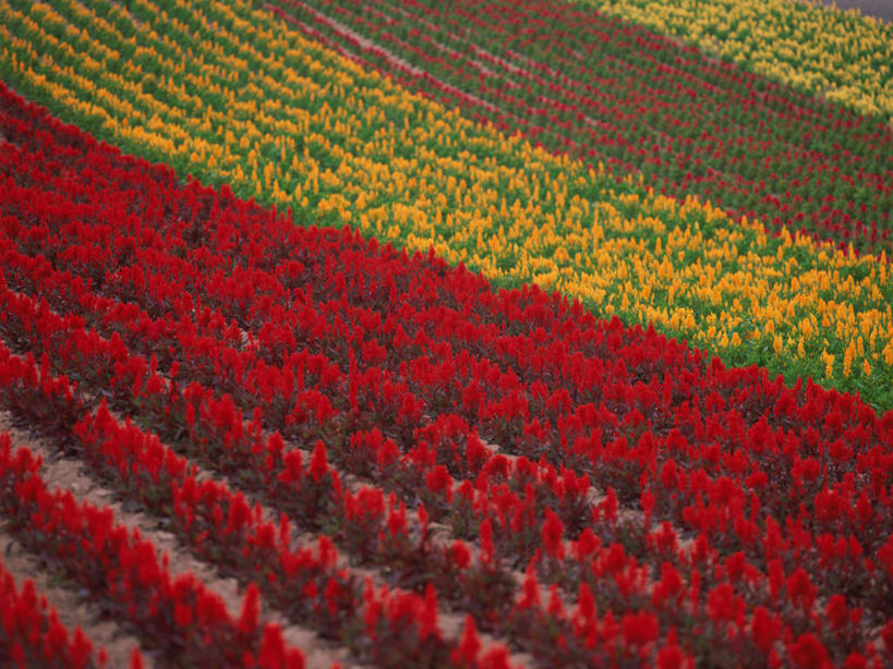 无人,农田,横图,俯视,室外,白天,爱情,旅游,度假,庄稼,农作物,花海,花圃,美景,植物,叶子,北海道,日本,亚洲,盛开,景观,花蕾,娱乐,花,花瓣,花朵,花卉,鲜花,绿色,自然,花丛,花束,花田,花苞,花蕊,享受,休闲,景色,放松,鸡冠花,自然风光,东亚,日本国,北海道地方,北海道岛,美瑛町,鸡髻花,老来红,芦花鸡冠,美瑛,真挚,坚贞,鸡公花,彩图,高角度拍摄,耕地,庄稼田