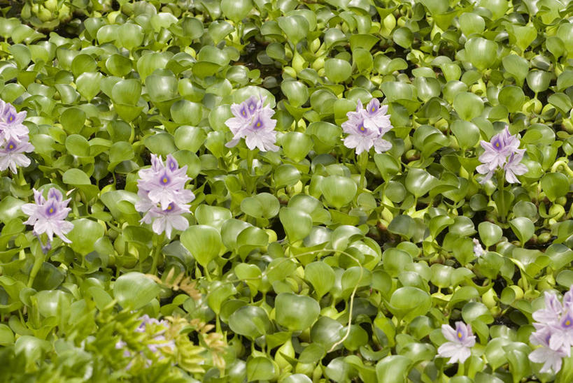 无人,横图,俯视,室外,白天,花海,花圃,美景,植物,叶子,盛开,景观,花蕾,花,花瓣,花朵,花卉,鲜花,绿色,自然,花丛,花束,花田,花苞,花蕊,景色,自然风光,水葫芦,凤眼蓝,凤眼莲,水浮莲,此情不渝,至死不渝,彩图,高角度拍摄