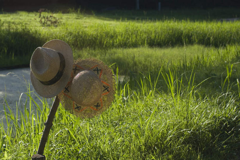 无人,农田,横图,室外,白天,正面,旅游,度假,庄稼,草地,草坪,美景,植物,帽子,日本,亚洲,两顶,吊挂,悬挂,草帽,稻田,景观,田野,挂,娱乐,草,两个,绿色,自然,享受,休闲,景色,放松,自然风光,东亚,彩图,耕地,庄稼田