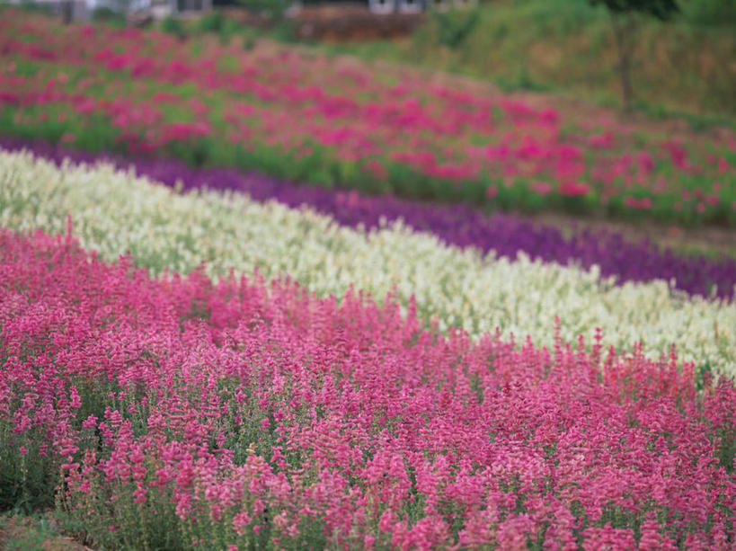 无人,横图,室外,白天,正面,爱情,旅游,度假,美景,北海道,日本,亚洲,朦胧,模糊,盛开,景观,浪漫,花蕾,娱乐,花,花瓣,花朵,鲜花,粉色,自然,香草,花苞,花蕊,薰衣草,享受,休闲,景色,放松,自然风光,呼吸,东亚,日本国,北海道地方,北海道岛,美瑛町,灵香草,黄香草,香水植物,美瑛,奇迹,彩图