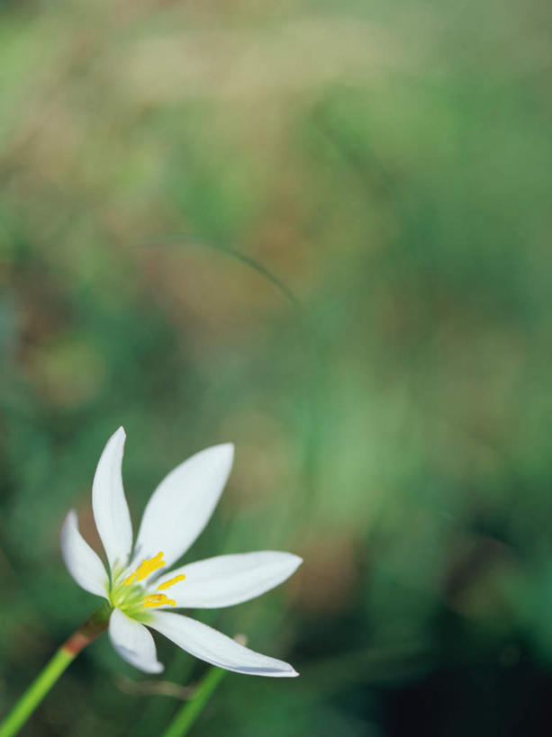 无人,竖图,室外,特写,白天,正面,旅游,度假,草地,草坪,美景,植物,叶子,东京,日本,亚洲,朦胧,模糊,盛开,景观,绿叶,花蕾,娱乐,草,花,花瓣,花朵,鲜花,一朵,绿色,白色,自然,花苞,花蕊,享受,休闲,嫩叶,景色,放松,自然风光,东亚,本州,关东地方,本州岛,日本国,东京都,白鹤花,白玉簪,玉春棒,玉簪花,宽和,恬静,日野市,日野,叶,叶片,彩图