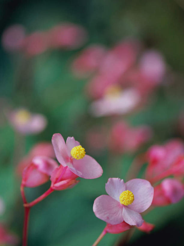 无人,竖图,俯视,室外,特写,白天,旅游,度假,美景,海棠花,叶子,东京,日本,亚洲,许多,朦胧,模糊,盛开,景观,海棠,绿叶,花蕾,娱乐,花,花瓣,花朵,鲜花,粉色,自然,花苞,花蕊,享受,休闲,嫩叶,景色,放松,自信,呵护,秋海棠,自然风光,东亚,本州,关东地方,本州岛,日本国,东京都,八月春,解语花,相思草,岩丸子,日野市,日野,叶,叶片,彩图,高角度拍摄