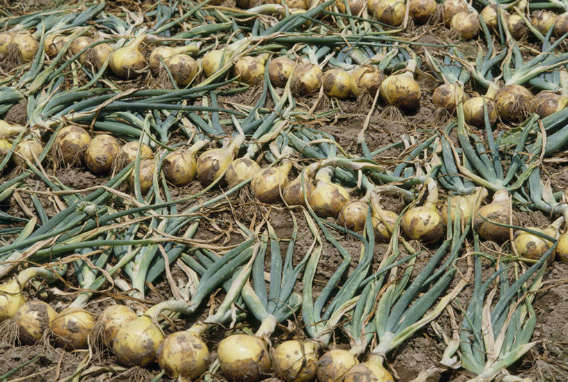 无人,农田,横图,俯视,室外,白天,农业,庄稼,农作物,蔬菜,洋葱,一排,许多,新鲜,整齐,泥土,土,食品,食物,排列,有机食品,绿色食品,队列,圆葱,洋葱头,球葱,彩图,高角度拍摄,耕地,庄稼田