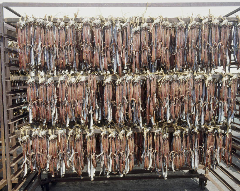 海鲜,无人,横图,室外,特写,白天,正面,烹饪,一排,悬挂,整齐,鱼,日本料理,料理,食品,水产,菜肴,美食,鱼类,海洋生物,架子,食物,排列,日式料理,日式,铁架,佳肴,队列,水生动物,海产品,水生物,海底动物,鳕鱼,鳘鱼,南极美露鳕,彩图