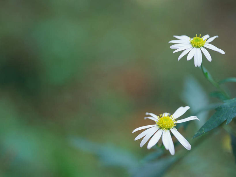 无人,横图,室外,特写,白天,正面,美景,植物,叶子,东京,日本,亚洲,朦胧,模糊,盛开,景观,绿叶,草药,药草,花蕾,中药,花,花瓣,花朵,鲜花,两朵,自然,花苞,花蕊,嫩叶,景色,机智,自然风光,止咳,药材,中草药,东亚,中药材,本草,本州,说谎,关东地方,本州岛,日本国,东京都,化痰,紫苑,紫苑花,叶,叶片,彩图,润肺