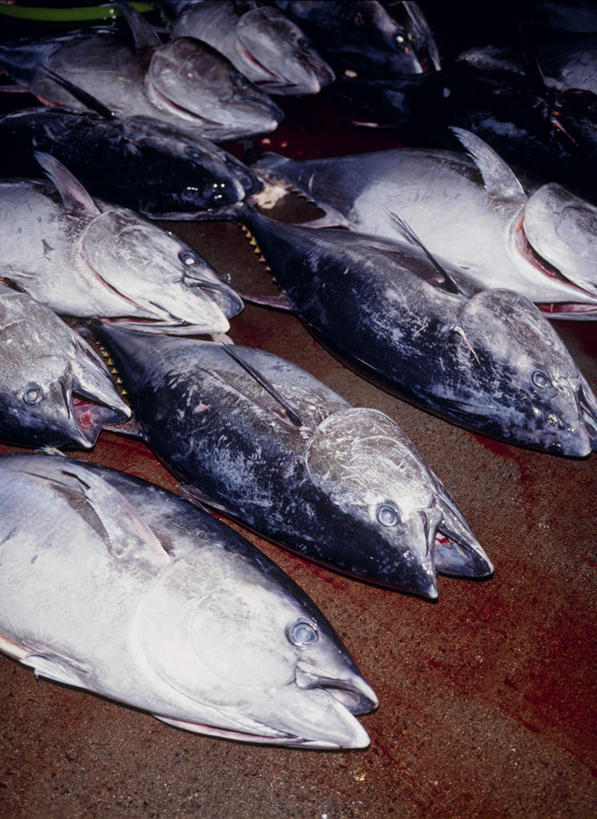 海鲜,无人,竖图,俯视,室外,特写,白天,一排,整齐,鲔鱼,水产,金枪鱼,海洋生物,排列,吞拿鱼,队列,水生动物,海产品,水生物,海底动物,半身,彩图,高角度拍摄