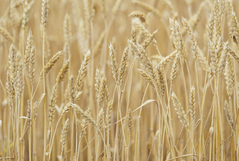 无人,农田,横图,室外,特写,白天,正面,庄稼,农作物,小麦,美景,景观,谷物,自然,景色,麦子,自然风光,彩图,耕地,庄稼田