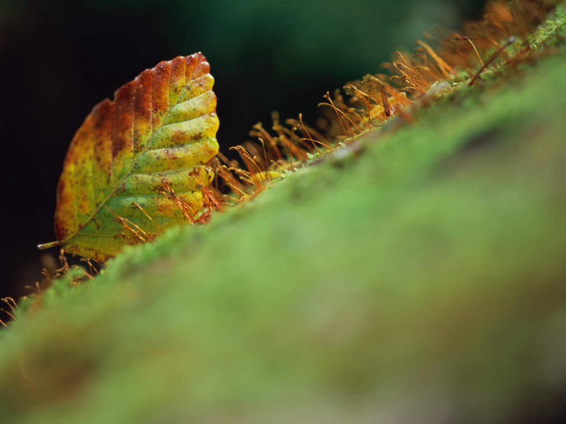无人,横图,室外,特写,白天,正面,美景,植物,叶子,日本,亚洲,一片,朦胧,模糊,景观,绿叶,树,树干,树木,黄色,绿色,自然,嫩叶,景色,生长,成长,自然风光,东亚,本州,关东地方,本州岛,日本国,群马,群马县,叶,叶片,彩图