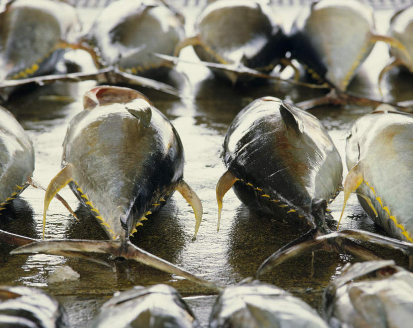 海鲜,无人,横图,俯视,室外,特写,白天,一排,许多,整齐,并列,并排,很多,鲔鱼,水产,金枪鱼,海洋生物,排列,吞拿鱼,队列,水生动物,海产品,平行,水生物,海底动物,半身,彩图,高角度拍摄