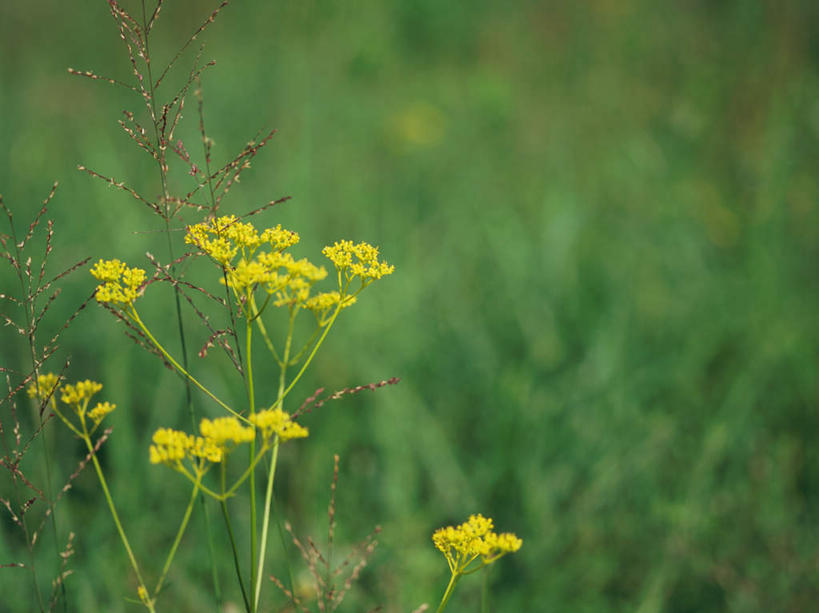 无人,横图,室外,特写,白天,正面,美景,植物,神奈川,日本,亚洲,朦胧,模糊,盛开,景观,草药,药草,神奈川县,花蕾,中药,花,花瓣,花朵,鲜花,自然,花苞,花蕊,景色,马鞭草,自然风光,药材,中草药,东亚,中药材,本草,本州,龙牙草,关东地方,本州岛,日本国,凤颈草,野荆芥,紫顶龙芽草,彩图,活血草