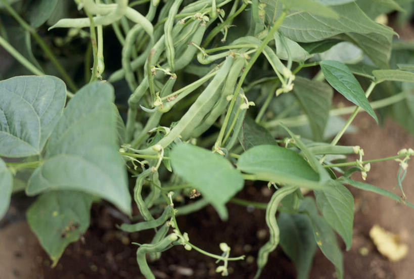 无人,农田,横图,俯视,室外,特写,白天,庄稼,美景,植物,豆,蔬菜,叶子,新鲜,景观,泥土,土,豆类,豆子,食品,绿叶,豆角,豇豆,食物,自然,嫩叶,景色,有机食品,绿色食品,自然风光,羊角,豆科,饭豆,线豆,角豆,腰豆,长豆,带豆,江豆,裙带豆,叶,叶片,彩图,高角度拍摄,耕地,庄稼田