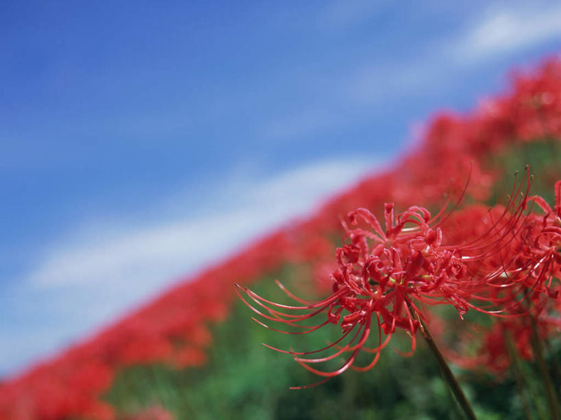 无人,横图,室外,特写,白天,正面,旅游,度假,美景,日本,亚洲,朦胧,模糊,景观,彼岸花,曼珠沙华,石蒜,娱乐,一朵,红色,蓝色,蓝天,天空,自然,天,享受,休闲,景色,放松,自然风光,东亚,本州,关东地方,本州岛,日本国,崎玉,崎玉县,无义草,龙爪花,金灯,赤箭,幽灵花,地狱花,舍子花,彩图