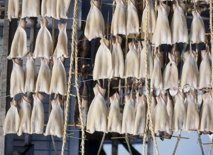 海鲜,无人,横图,室外,白天,正面,乌贼,一排,许多,整齐,并列,并排,很多,水产,海洋生物,无脊椎动物,排列,队列,水生动物,海产品,平行,水生物,海底动物,乌鲗,乌鱼,无脊椎非鱼类,墨鱼,墨斗鱼,花枝,彩图