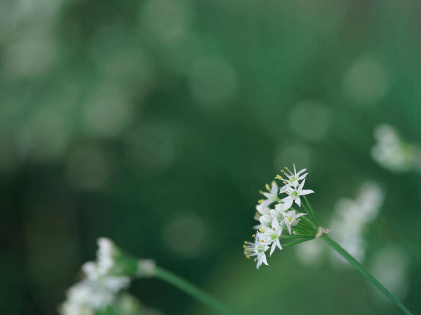 无人,横图,室外,特写,白天,正面,美景,东京,日本,亚洲,朦胧,模糊,盛开,景观,花蕾,花,花瓣,花朵,鲜花,一朵,白色,自然,花苞,花蕊,景色,熊葱,自然风光,东亚,本州,关东地方,本州岛,日本国,东京都,林地蒜,野蒜菜,彩图