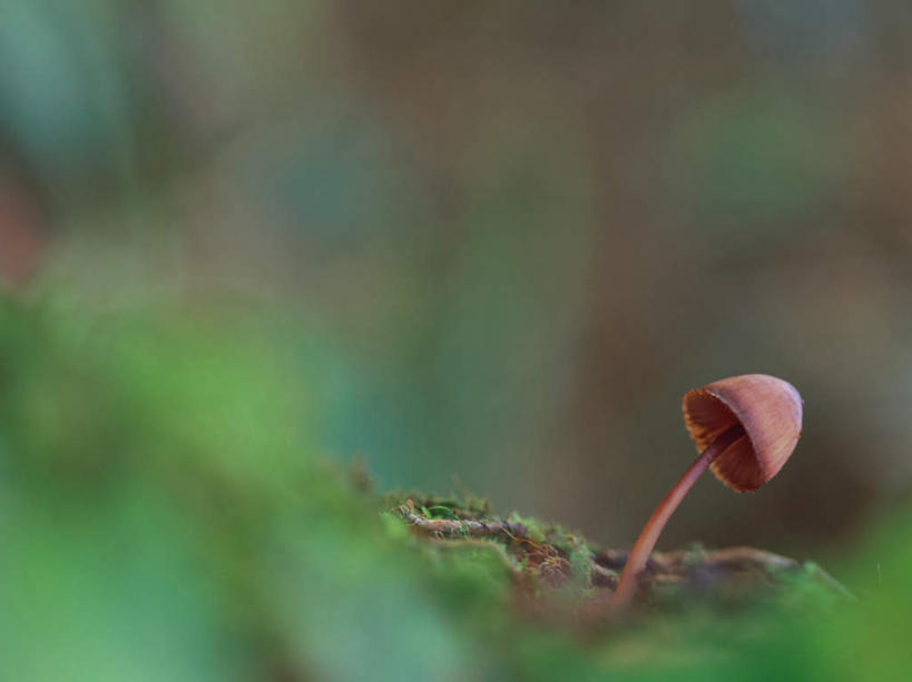 无人,横图,室外,特写,白天,正面,美景,蔬菜,日本,亚洲,朦胧,模糊,新鲜,景观,菌菇,蘑菇,食品,苔藓,菌类,食物,一个,自然,食用菌,景色,有机食品,绿色食品,单个,自然风光,东亚,本州,关东地方,本州岛,日本国,群马,群马县,彩图