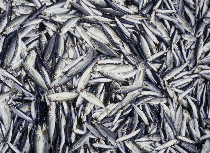 海鲜,无人,横图,俯视,室外,白天,日本,亚洲,一堆,许多,堆叠,堆积,很多,鲭鱼,水产,海洋生物,堆,花池鱼,花鲱,花鳀,青花鱼,鲐鲅鱼,油胴鱼,水生动物,海产品,水生物,东亚,海底动物,日本国,彩图,高角度拍摄,全身