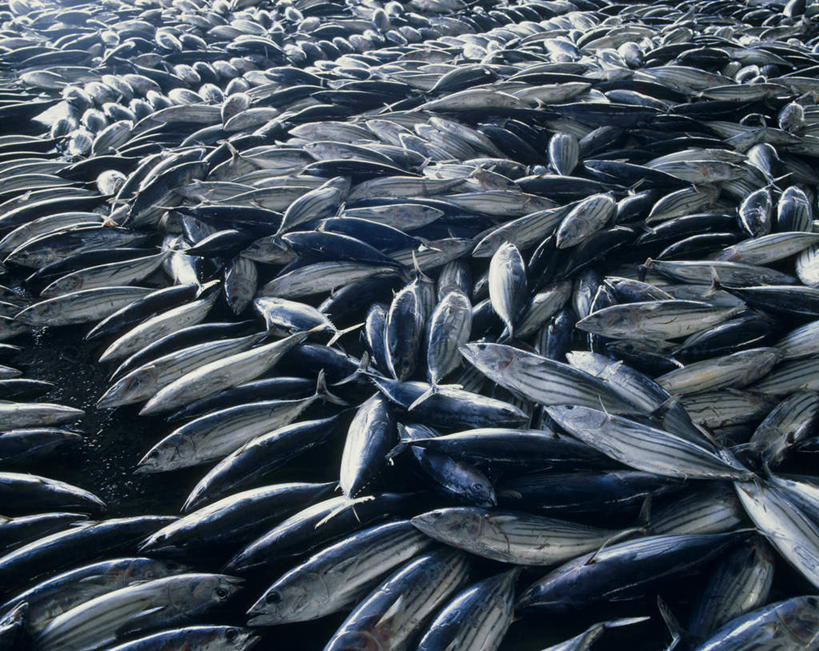 海鲜,无人,横图,俯视,室外,白天,日本,亚洲,一堆,许多,堆叠,堆积,很多,鲔鱼,水产,金枪鱼,海洋生物,堆,吞拿鱼,水生动物,海产品,水生物,东亚,海底动物,日本国,彩图,高角度拍摄,全身