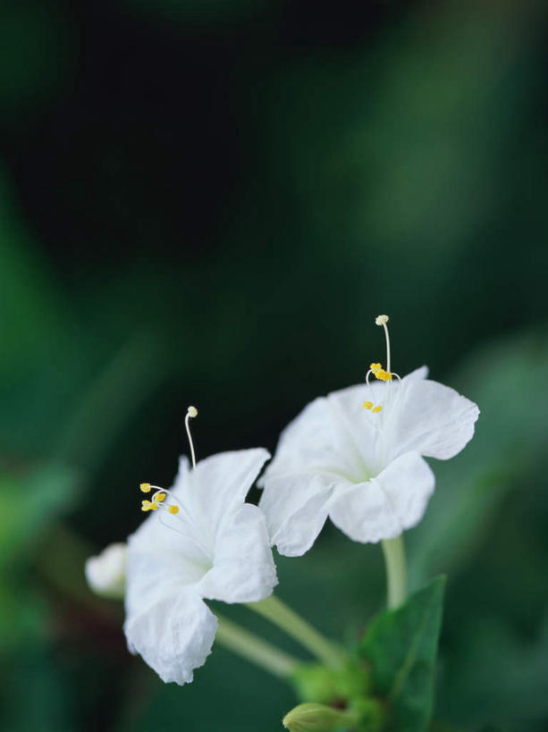 无人,竖图,室外,特写,白天,正面,茉莉花,东京,日本,亚洲,朦胧,模糊,盛开,花蕾,花,花瓣,花朵,茉莉,鲜花,白色,花苞,花蕊,东亚,本州,关东地方,本州岛,日本国,东京都,莫利花,没丽,没利,末莉,末利,香魂,日野市,日野,彩图,抹厉,木梨花