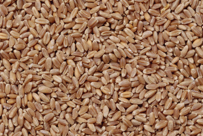 无人,农田,横图,俯视,室外,白天,庄稼,农作物,小麦,日本,亚洲,种子,东亚,日本国,彩图,高角度拍摄,耕地,庄稼田