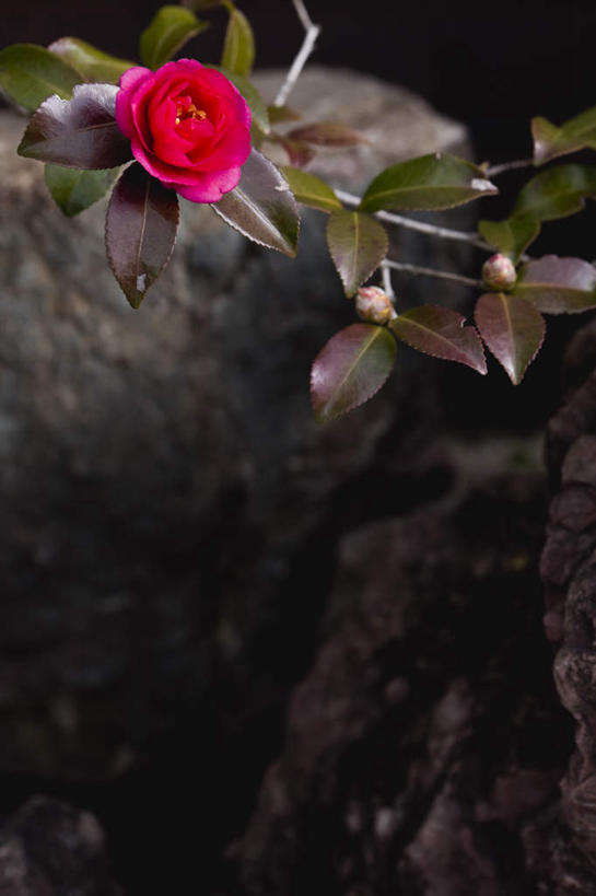 无人,竖图,俯视,室外,特写,白天,石头,山茶花,京都,日本,亚洲,盛开,石子,花蕾,花,花瓣,花朵,鲜花,红色,花苞,花蕊,京都府,东亚,沉积岩,本州,本州岛,日本国,近畿地方,近畿,玉茗花,耐冬,海石榴,水成岩,茶花,石块,岩石,彩图,高角度拍摄