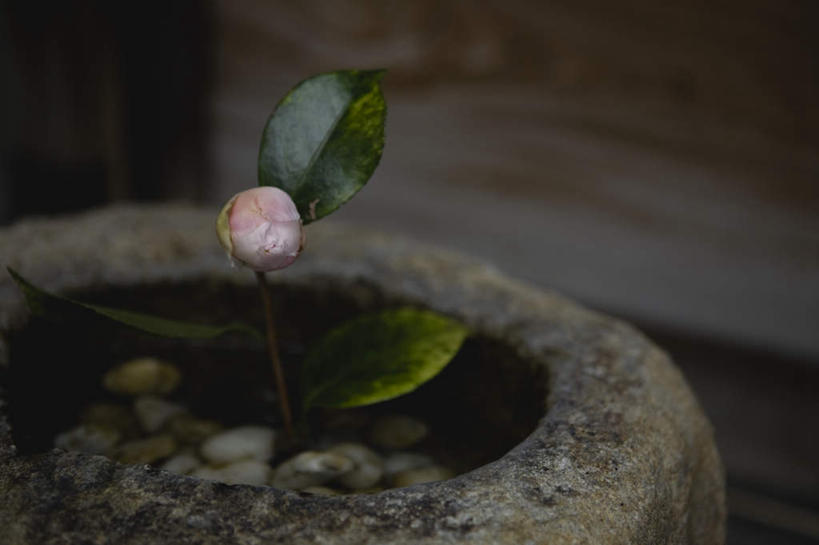 无人,横图,室外,特写,白天,正面,智慧,山茶花,京都,日本,亚洲,艺术,盛开,花蕾,文化,花,花瓣,花朵,鲜花,粉色,插花,花苞,花蕊,京都府,插花艺术,创造,创作,想象,东亚,本州,本州岛,日本国,近畿地方,近畿,玉茗花,耐冬,海石榴,茶花,彩图