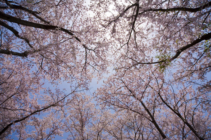 无人,横图,室外,白天,仰视,植物,樱花,日本,亚洲,盛开,花蕾,花,花瓣,花朵,鲜花,树,树木,蓝色,绿色,蓝天,天空,自然,天,花苞,花蕊,生长,成长,东亚,本州,本州岛,日本国,近畿地方,近畿,滋贺,滋贺县,彩图,低角度拍摄