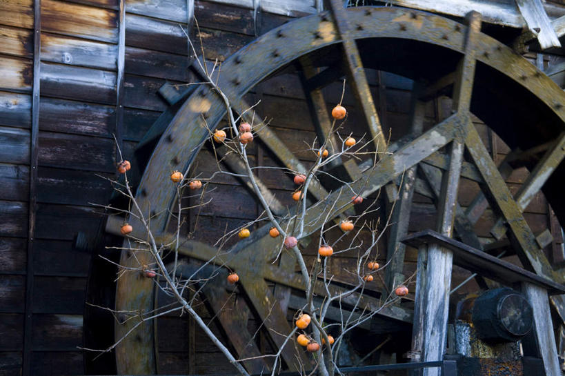 无人,横图,室外,白天,正面,度假,农业,灌溉,美景,植物,城市风光,城市,柿子,蔬菜,日本,亚洲,朦胧,模糊,新鲜,工具,景观,水车,食品,娱乐,树,树木,食物,绿色,自然,享受,休闲,景色,放松,有机食品,绿色食品,生长,成长,东亚,农具,本州,本州岛,日本国,中部地方,岐阜,岐阜县,孔明车,天车,彩图