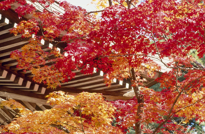 无人,横图,室外,白天,仰视,度假,美景,秋季,植物,城市风光,城市,叶子,京都,日本,亚洲,景观,红叶,绿叶,娱乐,树,树木,绿色,自然,享受,休闲,嫩叶,景色,放松,京都府,生长,成长,东亚,本州,本州岛,日本国,近畿地方,近畿,叶,叶片,秋,秋天,彩图,低角度拍摄