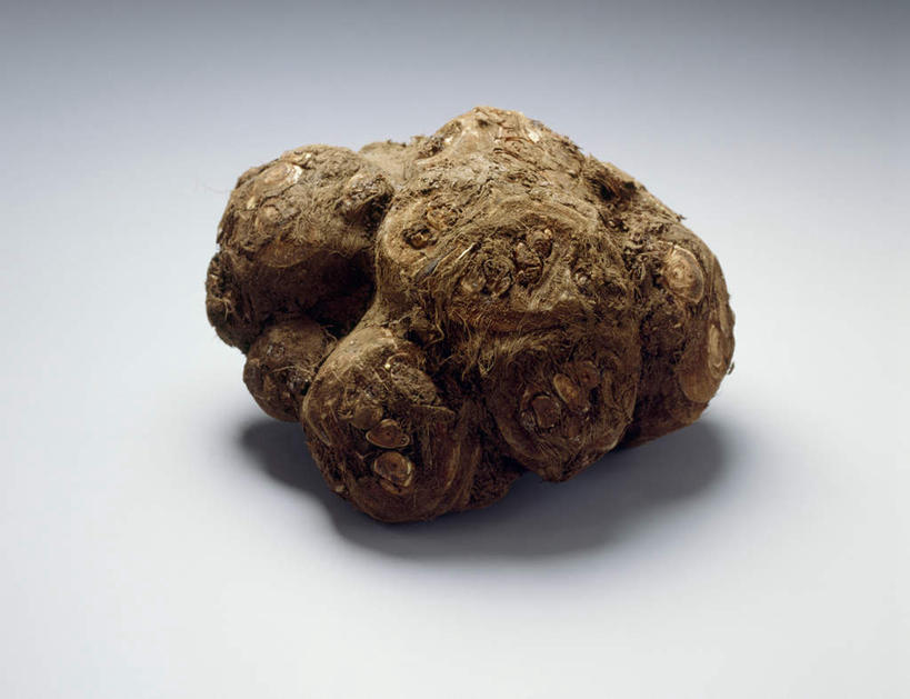 无人,横图,俯视,室内,特写,白天,蔬菜,灰色背景,新鲜,山药,食品,食物,一个,摄影,有机食品,绿色食品,影棚,单个,薯蓣,怀山药,淮山药,玉延,山薯,彩图,高角度拍摄,影棚拍摄,拍摄