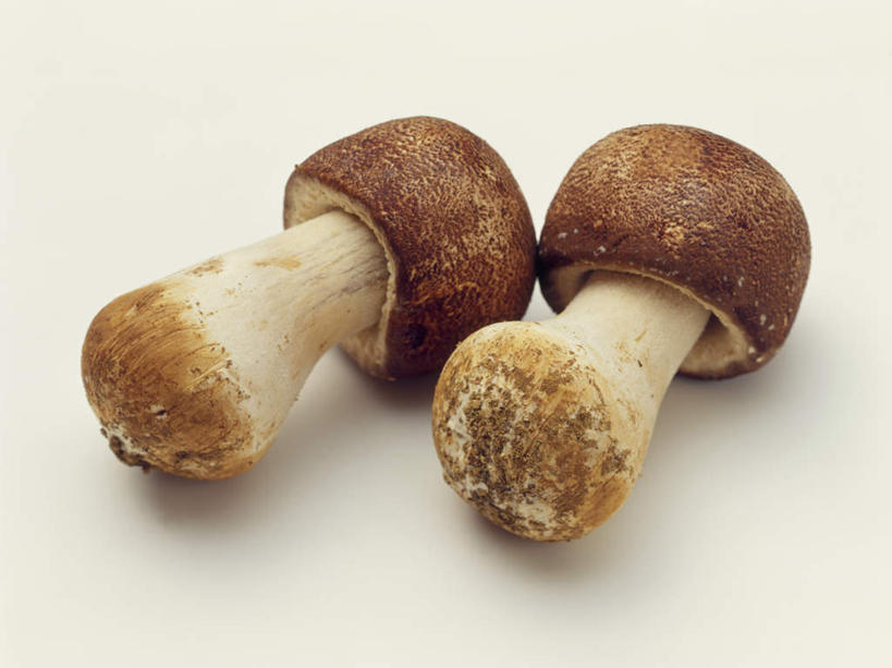 无人,横图,俯视,室内,特写,白天,白色背景,蔬菜,新鲜,菌菇,食品,菌类,平菇,食物,两个,食用菌,摄影,有机食品,绿色食品,影棚,姬菇,糙皮侧耳,侧耳,黑牡丹菇,彩图,高角度拍摄,影棚拍摄,拍摄