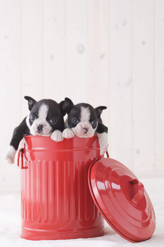 无人,站,竖图,室内,白天,白色背景,正面,宠物,狗,桶,梗犬,注视,波士顿犬,动物,容器,观察,看,站着,两只,可爱,摄影,影棚,观看,储藏,察看,储存,关注,波士顿狗,忠诚,波士顿更,波士顿梗,波士顿梗犬,犬,站立,彩图,全身,影棚拍摄,拍摄,贮存