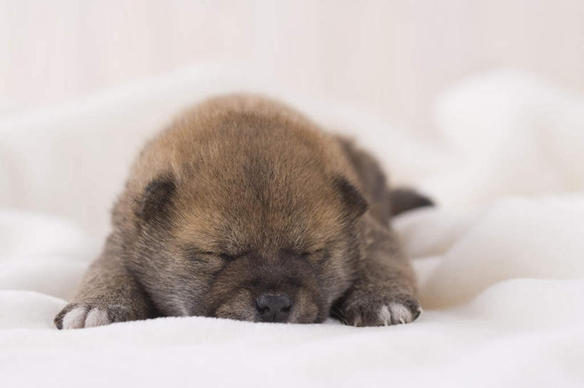 无人,闭眼,睡,横图,室内,白天,正面,宠物,狗,柴犬,毯子,一只,动物,趴着,可爱,摄影,影棚,日本柴犬,忠诚,西巴犬,犬,闭眼睛,闭着眼,闭着眼睛,困,困觉,趴,寝息,睡觉,彩图,全身,影棚拍摄,拍摄