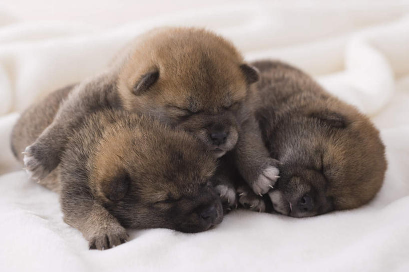 无人,闭眼,睡,横图,室内,白天,正面,宠物,狗,三只,柴犬,毯子,动物,趴着,可爱,摄影,影棚,日本柴犬,忠诚,西巴犬,犬,闭眼睛,闭着眼,闭着眼睛,困,困觉,趴,寝息,睡觉,彩图,全身,影棚拍摄,拍摄