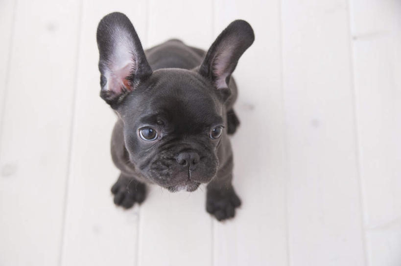 无人,坐,横图,俯视,室内,白天,白色背景,地板,宠物,狗,朦胧,模糊,斗牛犬,地面,注视,木地板,一只,动物,观察,看,可爱,摄影,影棚,观看,察看,关注,忠诚,犬,坐着,彩图,高角度拍摄,全身,影棚拍摄,拍摄,法国斗牛犬