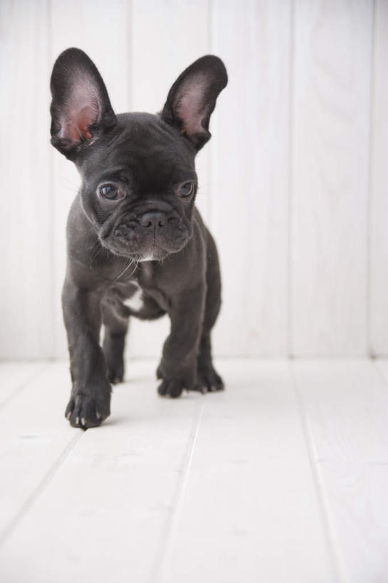 无人,站,竖图,室内,白天,白色背景,正面,地板,宠物,狗,斗牛犬,地面,注视,木地板,一只,动物,观察,看,站着,可爱,摄影,影棚,观看,察看,关注,忠诚,犬,站立,彩图,全身,影棚拍摄,拍摄,法国斗牛犬