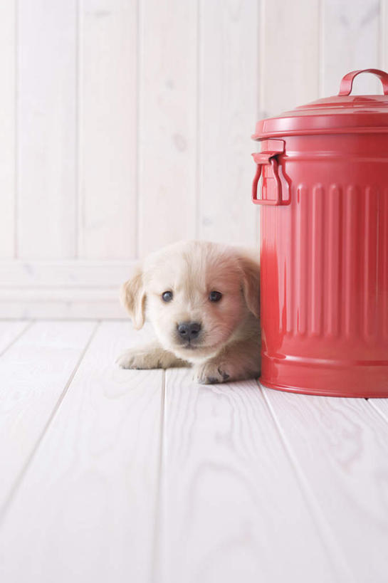 无人,竖图,室内,白天,正面,地板,宠物,狗,桶,地面,金毛犬,木地板,一只,动物,容器,趴着,可爱,摄影,影棚,金毛,储藏,储存,金毛寻回犬,忠诚,犬,趴,半身,彩图,影棚拍摄,拍摄,贮存