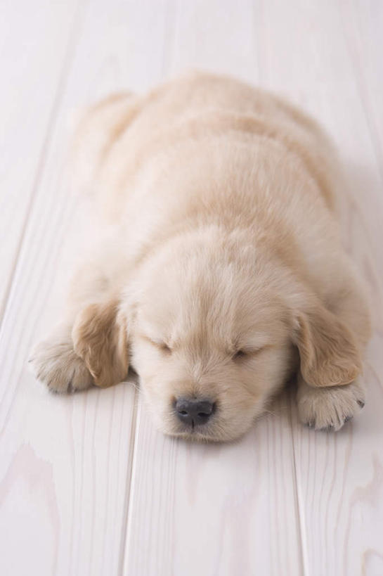 无人,闭眼,睡,竖图,俯视,室内,白天,地板,宠物,狗,朦胧,模糊,地面,金毛犬,木地板,一只,动物,趴着,可爱,摄影,影棚,金毛,金毛寻回犬,忠诚,犬,闭眼睛,闭着眼,闭着眼睛,困,困觉,趴,寝息,睡觉,彩图,高角度拍摄,全身,影棚拍摄,拍摄