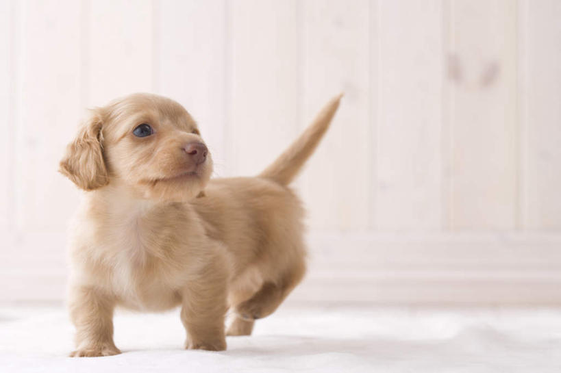 无人,站,横图,室内,白天,正面,地板,宠物,狗,腊肠犬,迷你腊肠犬,地面,注视,腊肠狗,木地板,一只,动物,观察,看,站着,可爱,摄影,影棚,观看,察看,关注,忠诚,迷你腊肠狗,犬,站立,彩图,全身,影棚拍摄,拍摄