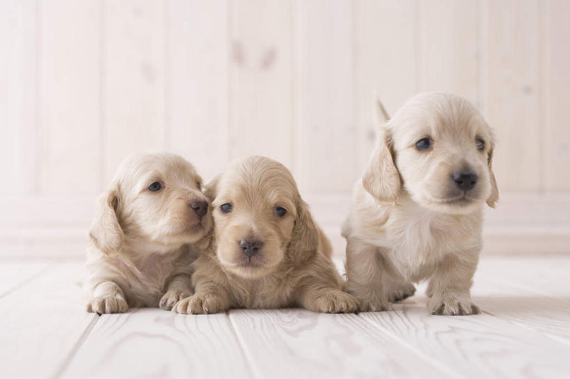 无人,横图,室内,白天,正面,地板,宠物,狗,三只,腊肠犬,迷你腊肠犬,地面,腊肠狗,木地板,动物,可爱,摄影,影棚,忠诚,迷你腊肠狗,犬,彩图,全身,影棚拍摄,拍摄