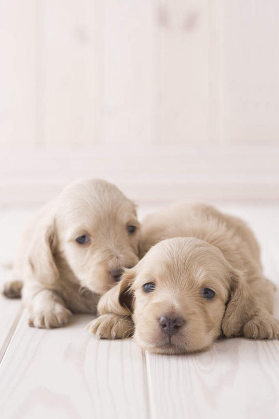 无人,竖图,室内,白天,正面,地板,宠物,狗,腊肠犬,迷你腊肠犬,地面,腊肠狗,木地板,动物,两只,可爱,摄影,影棚,忠诚,迷你腊肠狗,犬,彩图,全身,影棚拍摄,拍摄