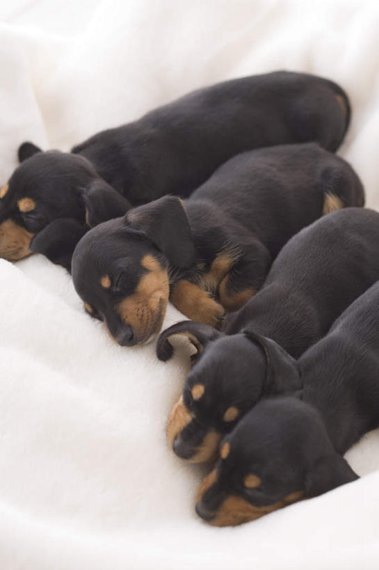 无人,闭眼,睡,竖图,俯视,室内,白天,宠物,狗,四只,一排,整齐,腊肠犬,毯子,迷你腊肠犬,腊肠狗,排列,动物,趴着,可爱,摄影,影棚,队列,忠诚,迷你腊肠狗,犬,闭眼睛,闭着眼,闭着眼睛,困,困觉,趴,寝息,睡觉,彩图,高角度拍摄,全身,影棚拍摄,拍摄