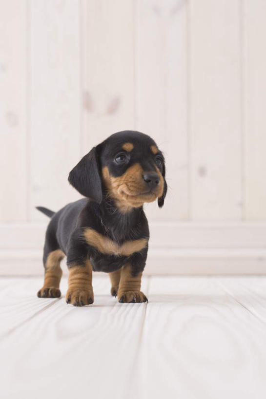 无人,站,竖图,室内,白天,白色背景,正面,宠物,狗,腊肠犬,迷你腊肠犬,注视,腊肠狗,一只,动物,观察,看,站着,可爱,摄影,影棚,观看,察看,关注,忠诚,迷你腊肠狗,犬,站立,彩图,全身,影棚拍摄,拍摄