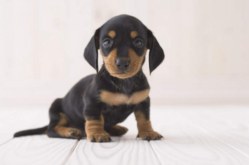 无人,坐,横图,室内,白天,正面,地板,宠物,狗,朦胧,模糊,腊肠犬,迷你腊肠犬,地面,注视,腊肠狗,木地板,一只,动物,观察,看,可爱,摄影,影棚,观看,察看,关注,忠诚,迷你腊肠狗,犬,坐着,彩图,全身,影棚拍摄,拍摄