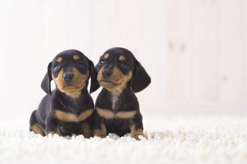 无人,横图,室内,白天,白色背景,正面,宠物,狗,腊肠犬,毯子,迷你腊肠犬,腊肠狗,动物,两只,可爱,摄影,影棚,忠诚,迷你腊肠狗,犬,彩图,全身,影棚拍摄,拍摄