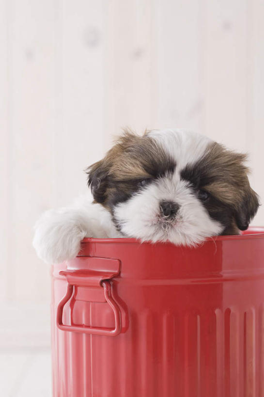 无人,坐,竖图,室内,白天,白色背景,正面,宠物,狗,桶,注视,一只,动物,容器,观察,看,可爱,摄影,影棚,观看,储藏,察看,储存,关注,西施犬,忠诚,西施狗,犬,坐着,彩图,全身,影棚拍摄,拍摄,贮存