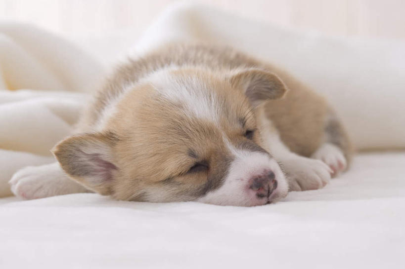 无人,坐,闭眼,睡,横图,室内,白天,白色背景,正面,宠物,狗,朦胧,模糊,毯子,柯基犬,威尔士柯基犬,一只,动物,可爱,摄影,影棚,牧羊犬,忠诚,彭布罗克柯基犬,彭布罗克威尔士柯基犬,犬,闭眼睛,闭着眼,闭着眼睛,困,困觉,寝息,睡觉,坐着,半身,彩图,影棚拍摄,拍摄